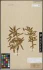 Foto von Salix alba L. x Salix fragilis L.